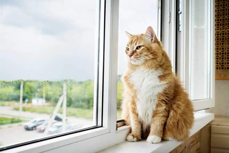 Photo of an orange cat sitting in a window